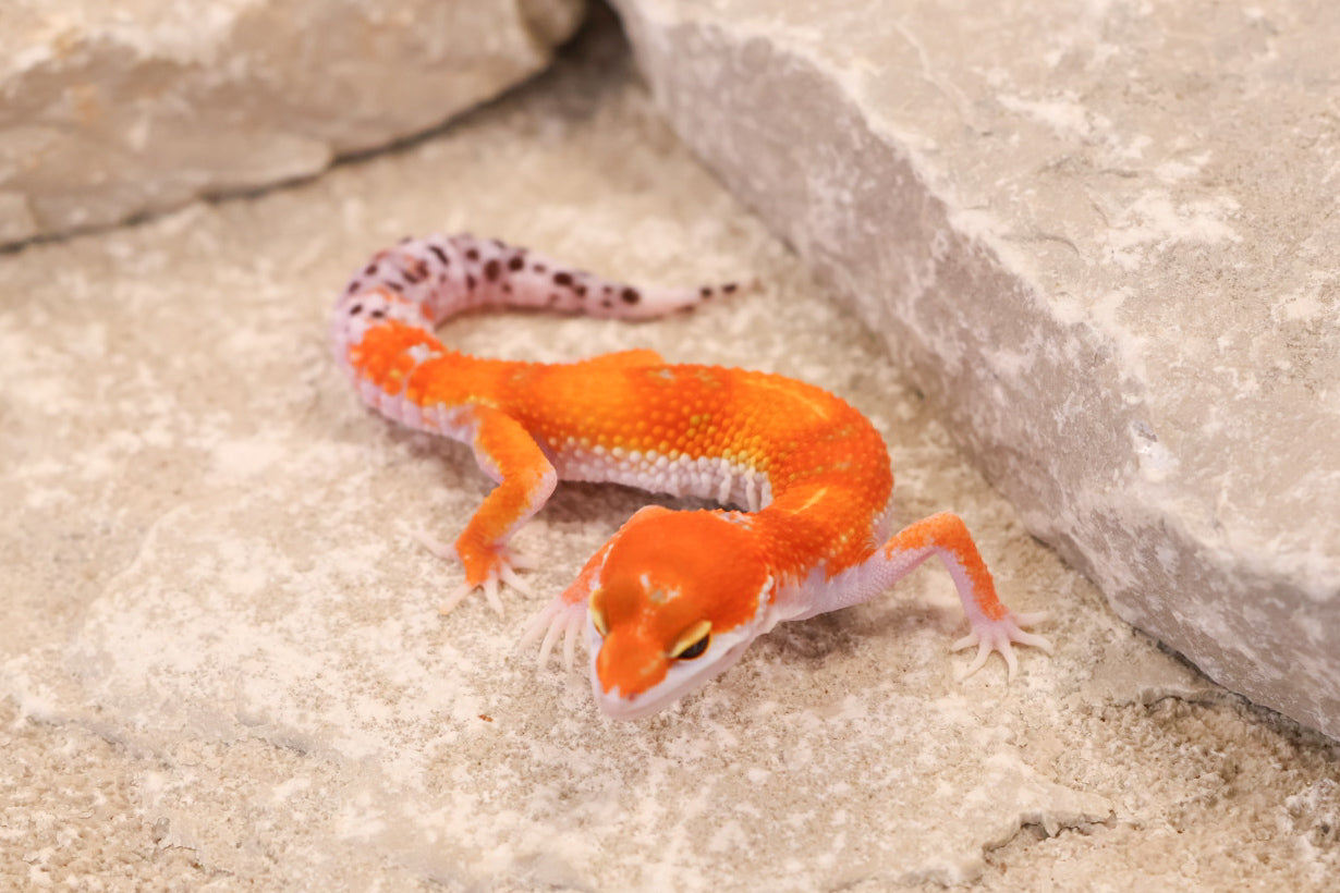 26-091 | Purple Head Tangerne | Female