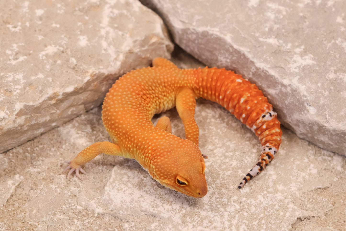 24-146 | Tangerine het Rainwater Albino | Male