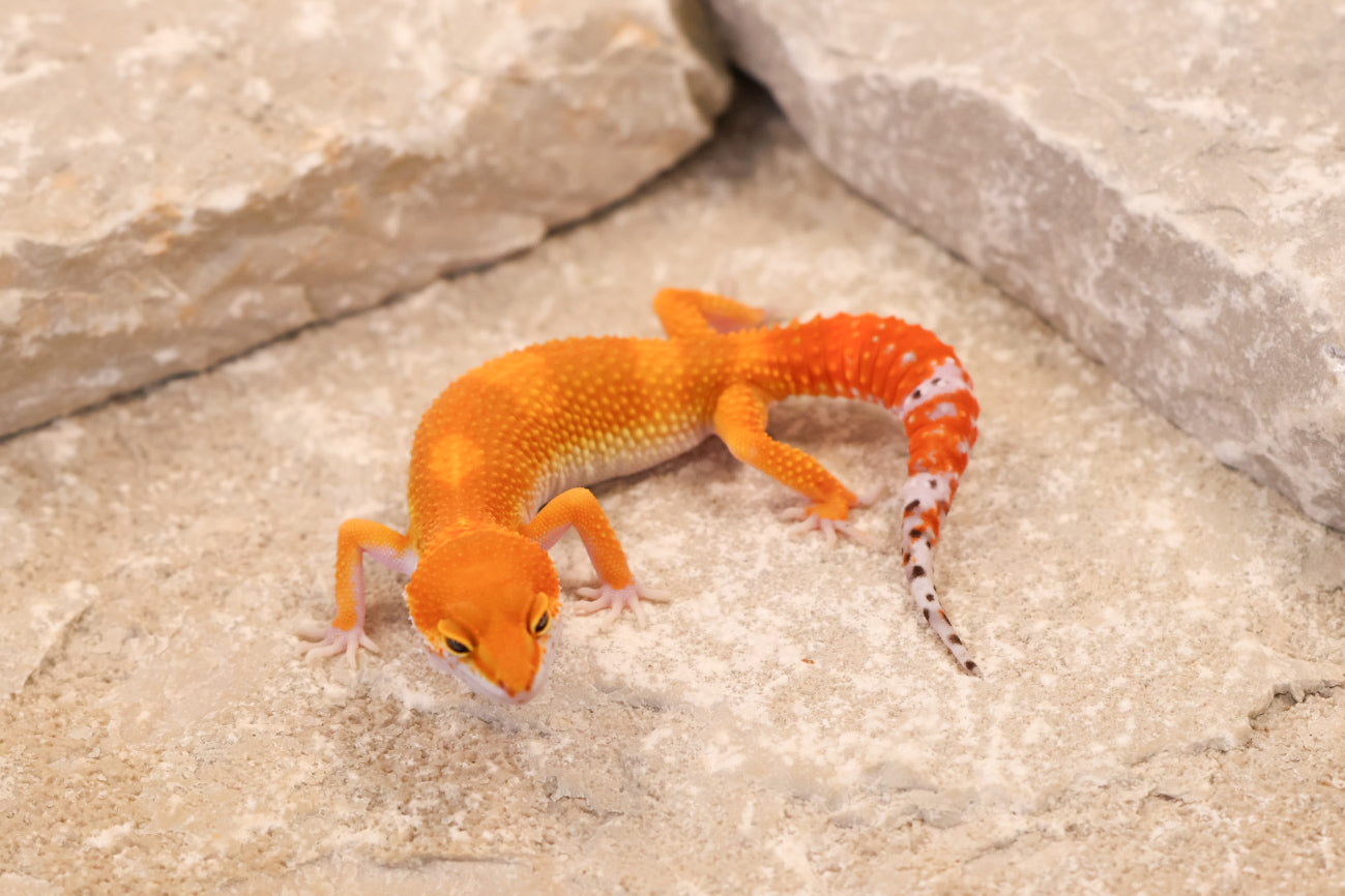 26-263 | Blood/Red Diamond Tangerine het Tremper Albino | Female
