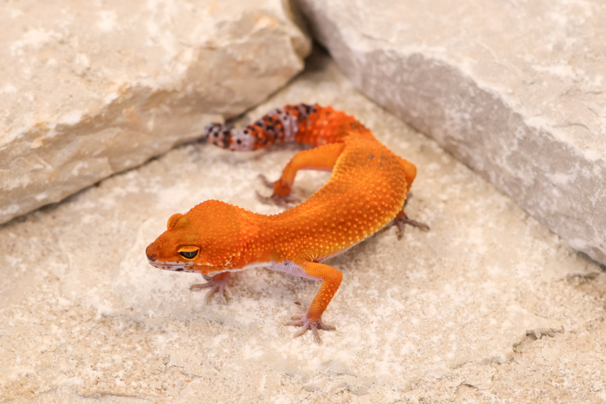 26-298 | Blood/Red Diamond Tangerine het Tremper Albino | Female