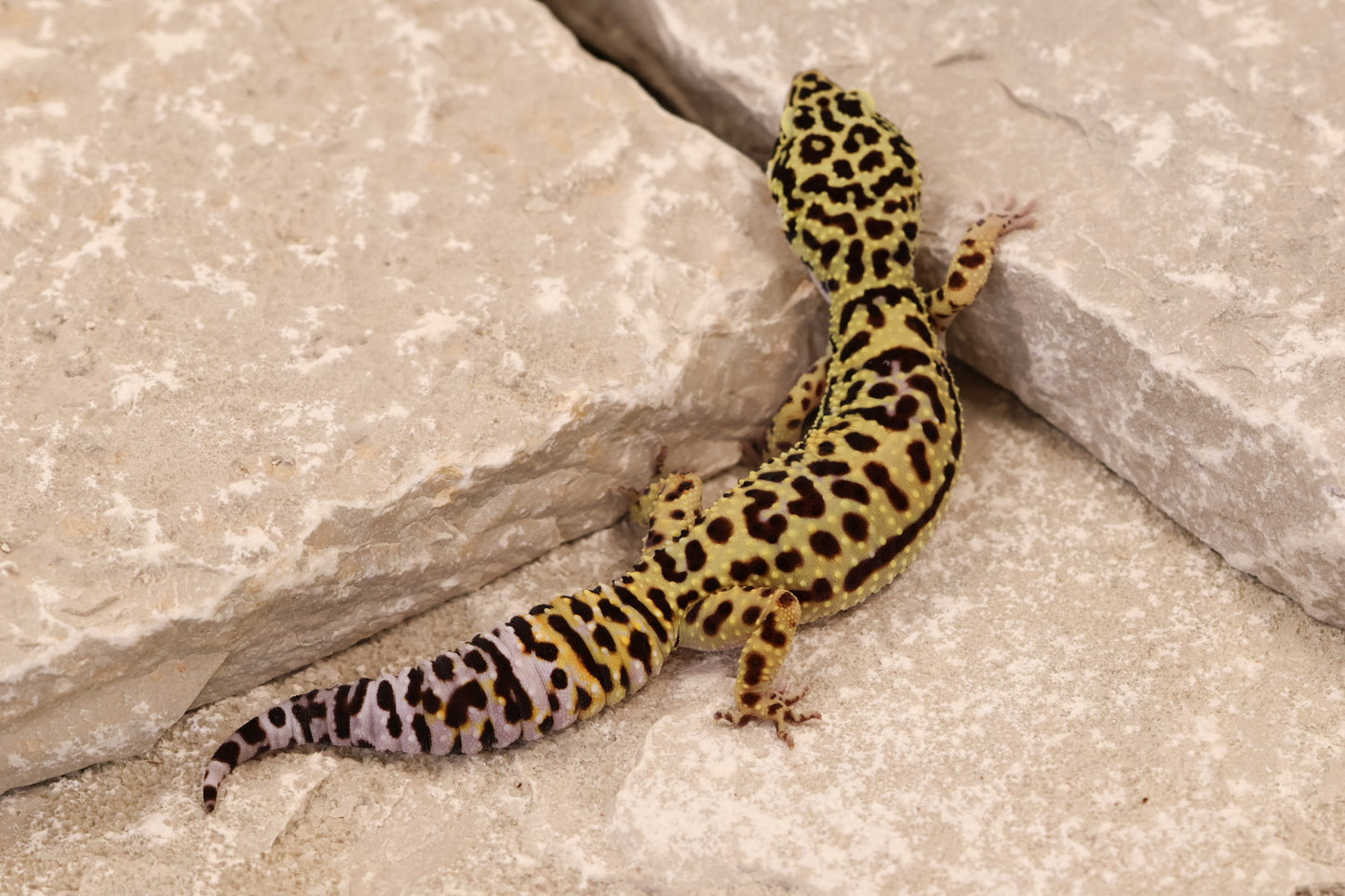 23-178 | Afghan Tangerine Cross het Tremper Albino | Female