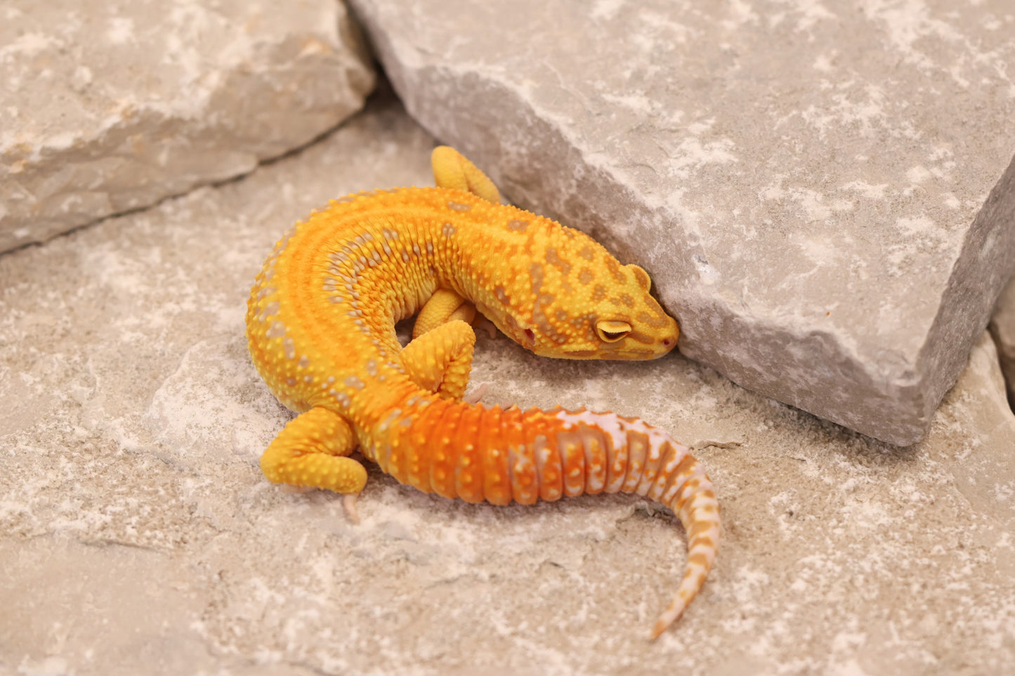 24-011 | Striped Tangerine Tremper Albino 66% het Eclipse | Male