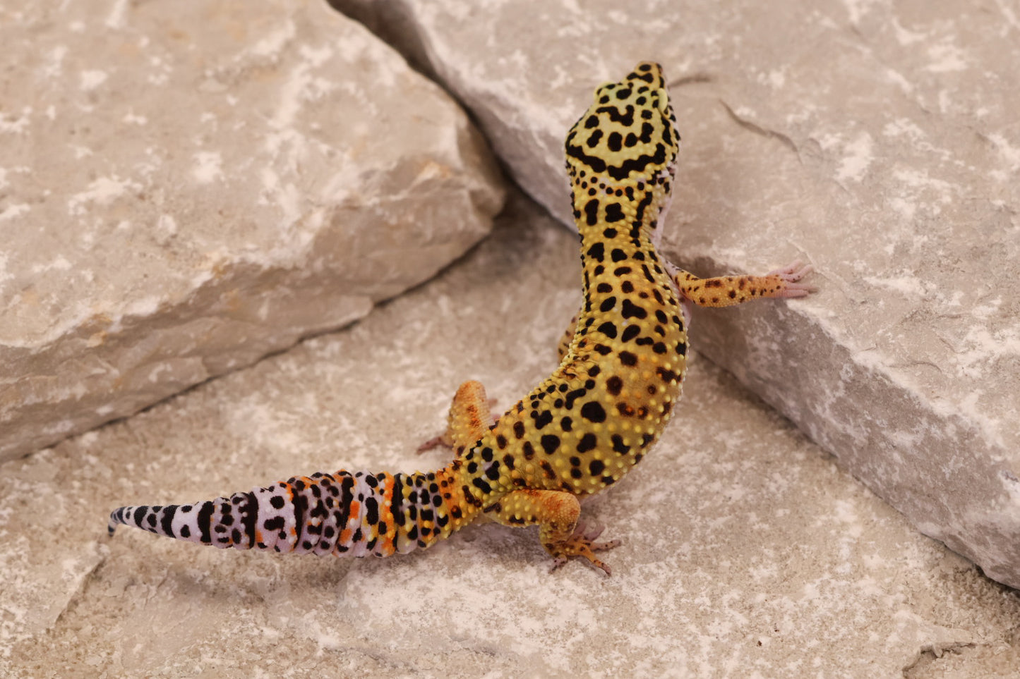 25-074 | Tangerine het Blizzard and Tremper Albino | Female