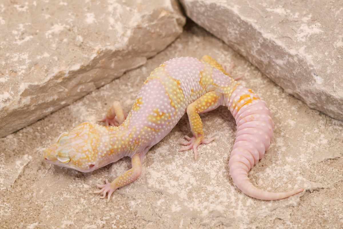 26-012 | Montanus Line Tremper Albino het Eclipse | Male