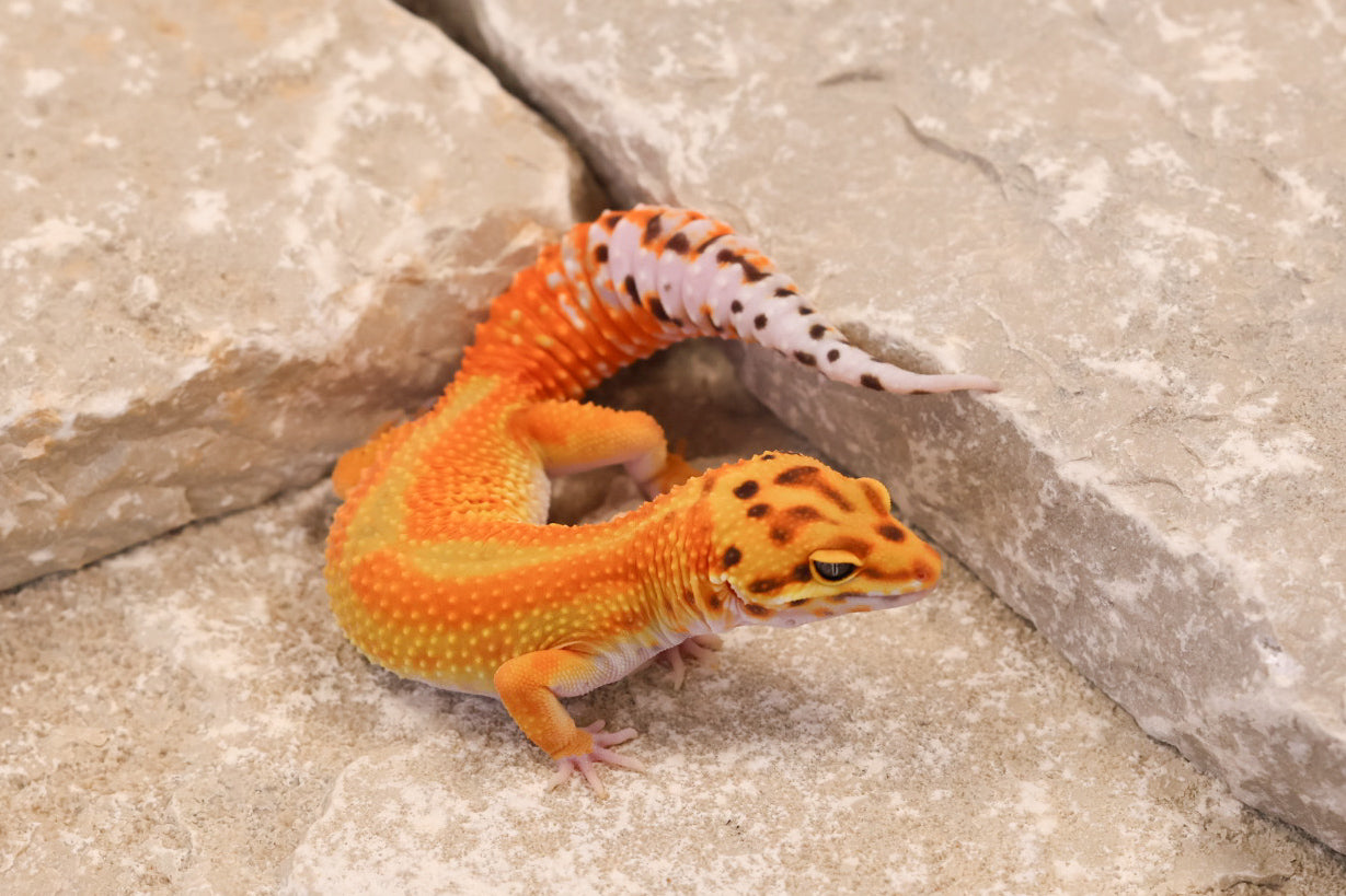 25-176 | B&M Line Emerine | Female