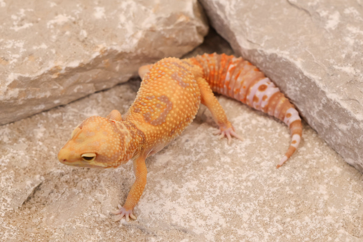 24-205 | Blue Amber Eye Rainwater Albino | Female