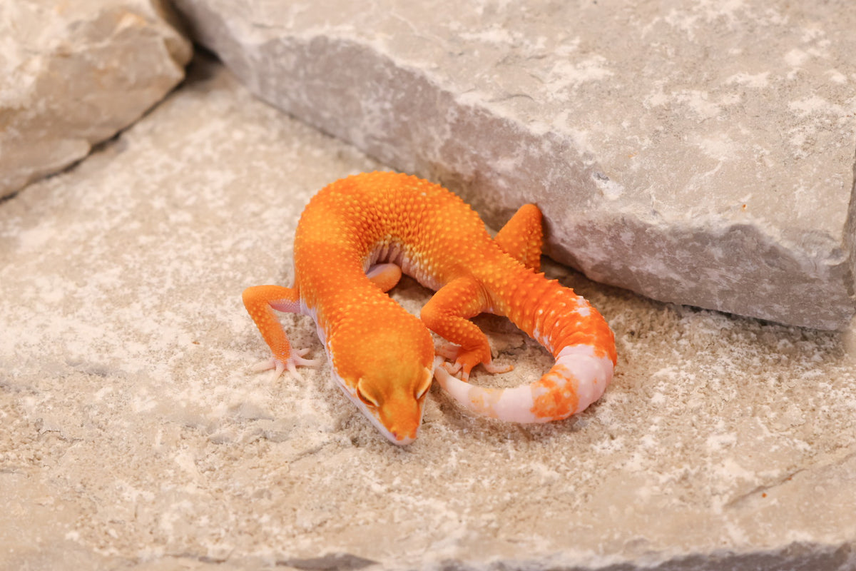 26-129 | Tremper Sunglow | Female