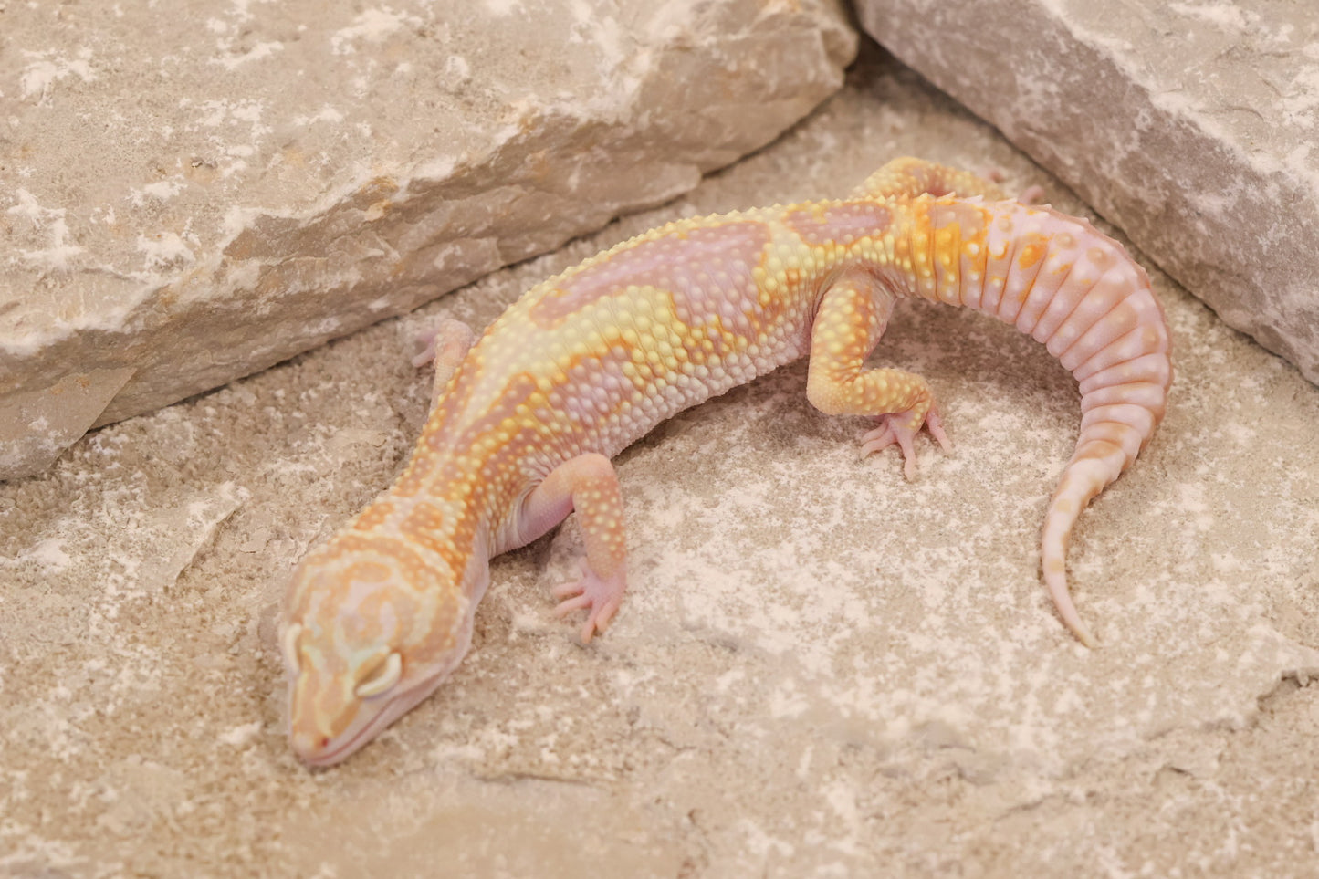 24-070 | Montanus Line Tremper Albino het Eclipse | Female
