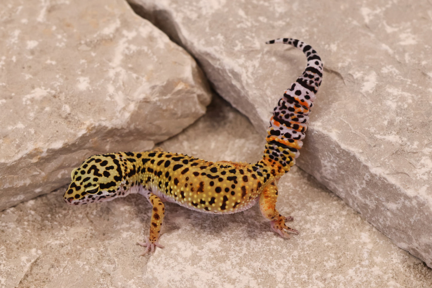 25-074 | Tangerine het Blizzard and Tremper Albino | Female