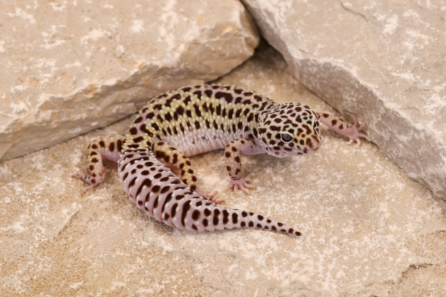 23-298 | Rainbow Stripe Cross Gem Snow | Female