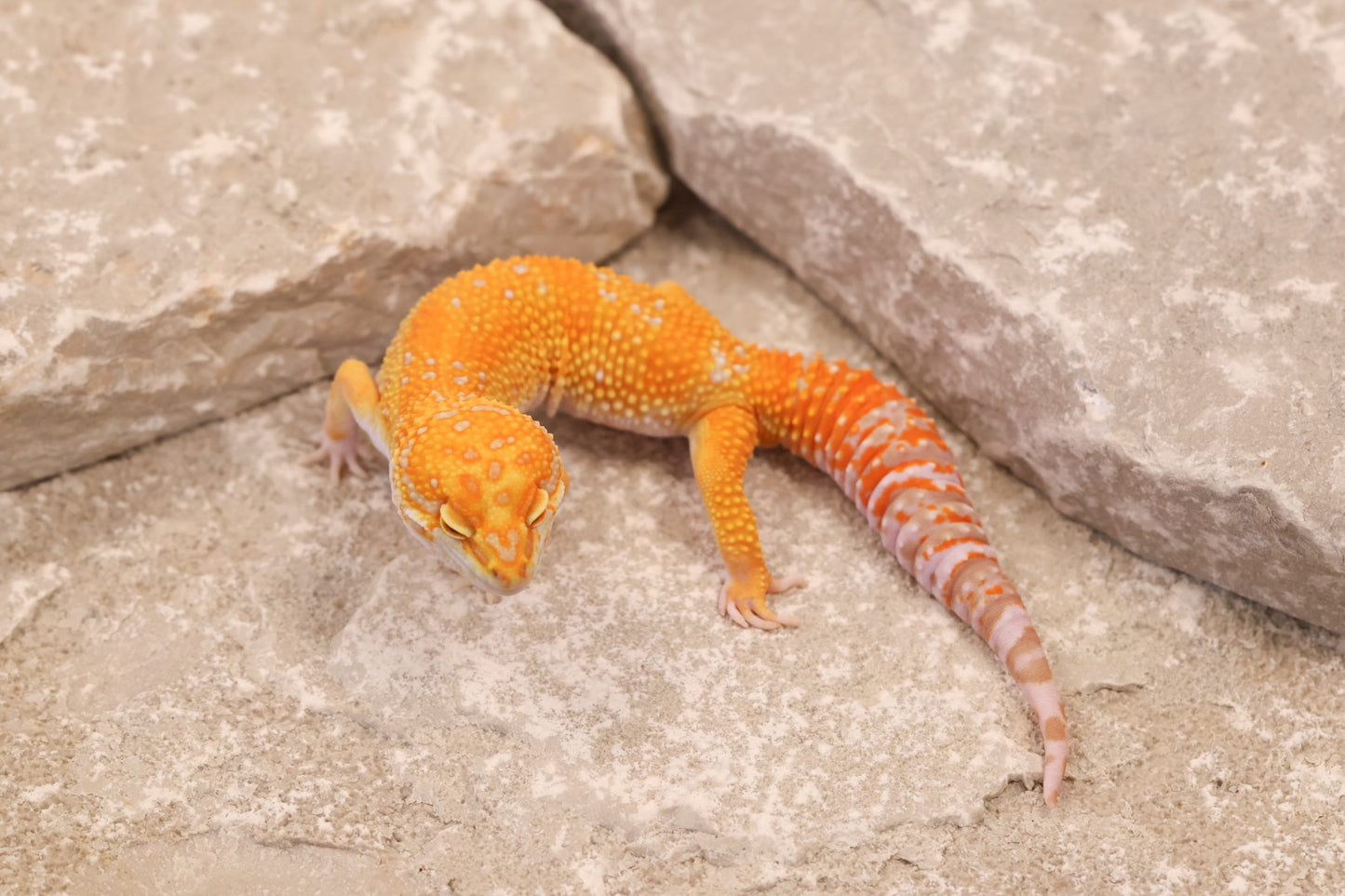 25-001 | Red Diamond/Tangelo Tangerine Tremper Albino | Male
