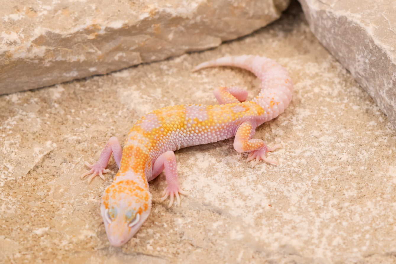 26-120 | W/Y Mack Snow Raptor het Murphy's Patternless | Female