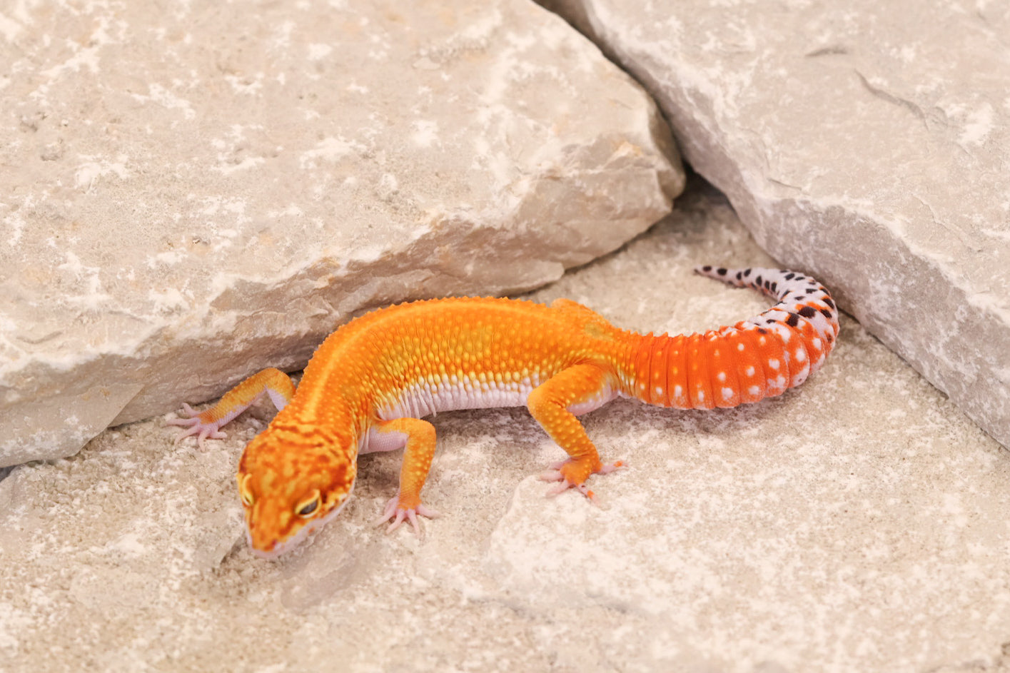 25-172 | Red Stripe Tangerine | Female