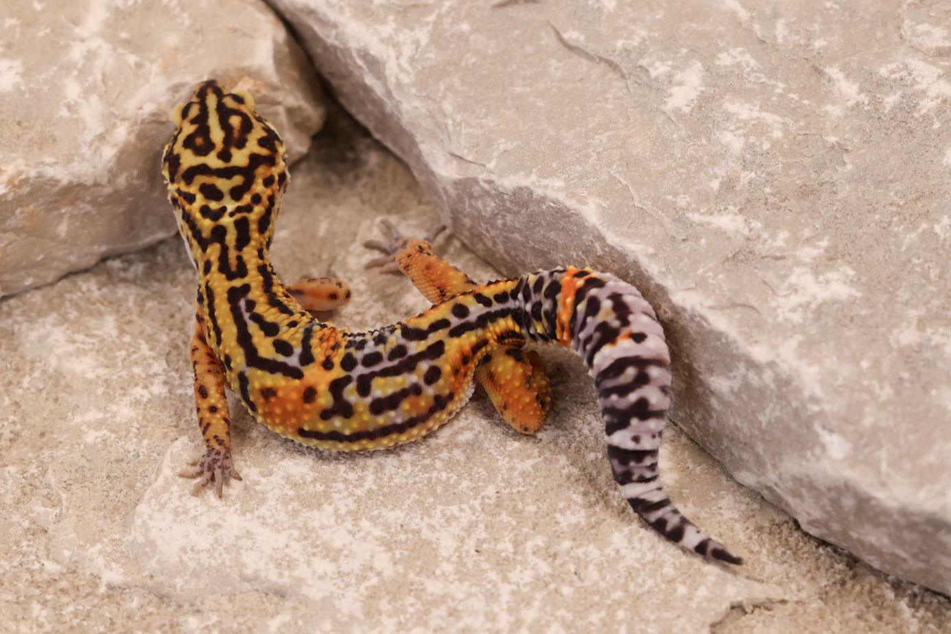 25-075 | Black Night Cross Tangerine het Bell Albino | Female