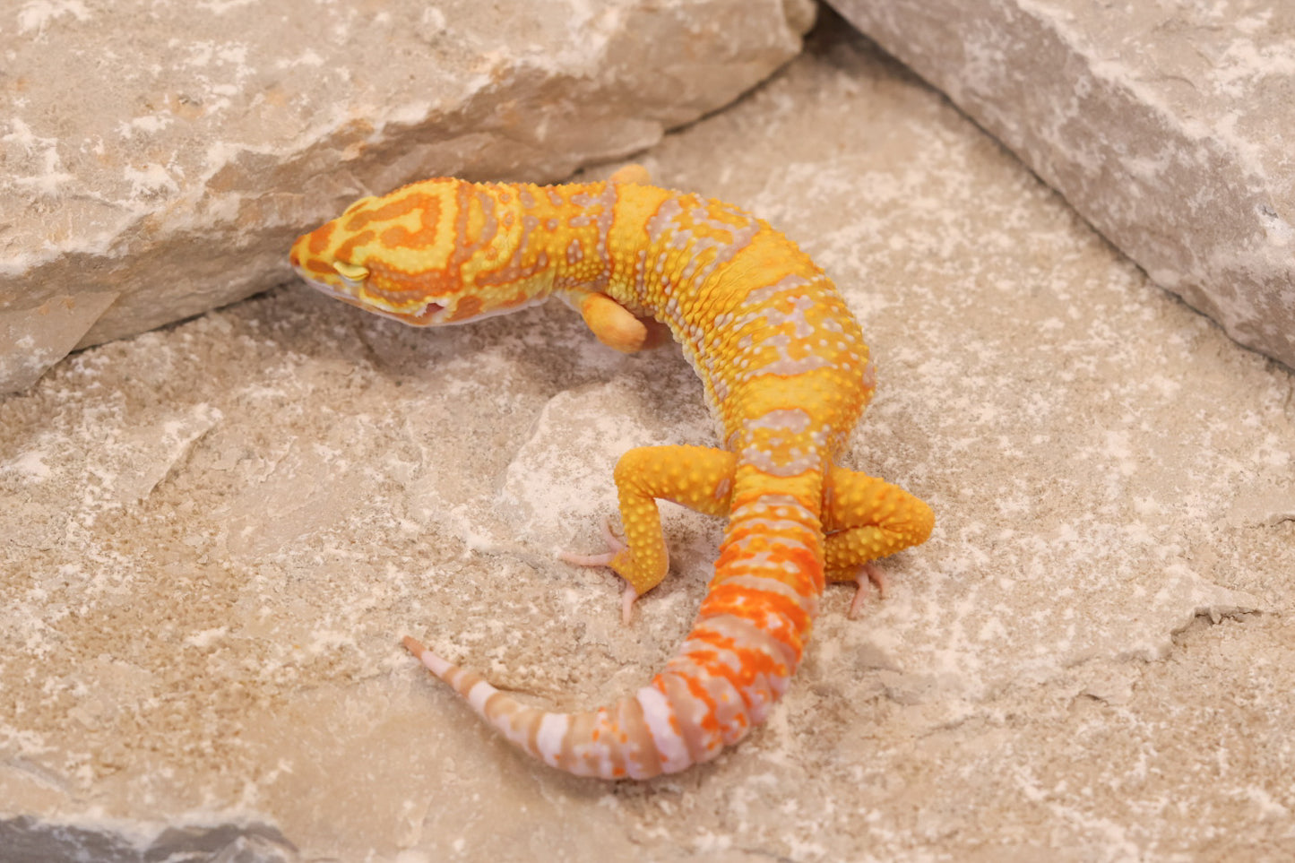 25-057 | Afghan Tangerine Tremper Albino het Eclipse | Male