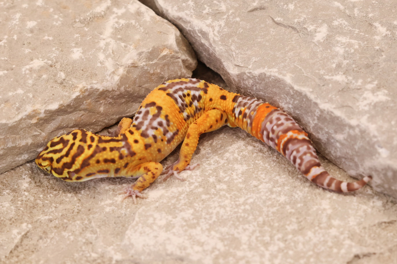 25-016 | Black Night Tangerine Cross Bell Albino | Male