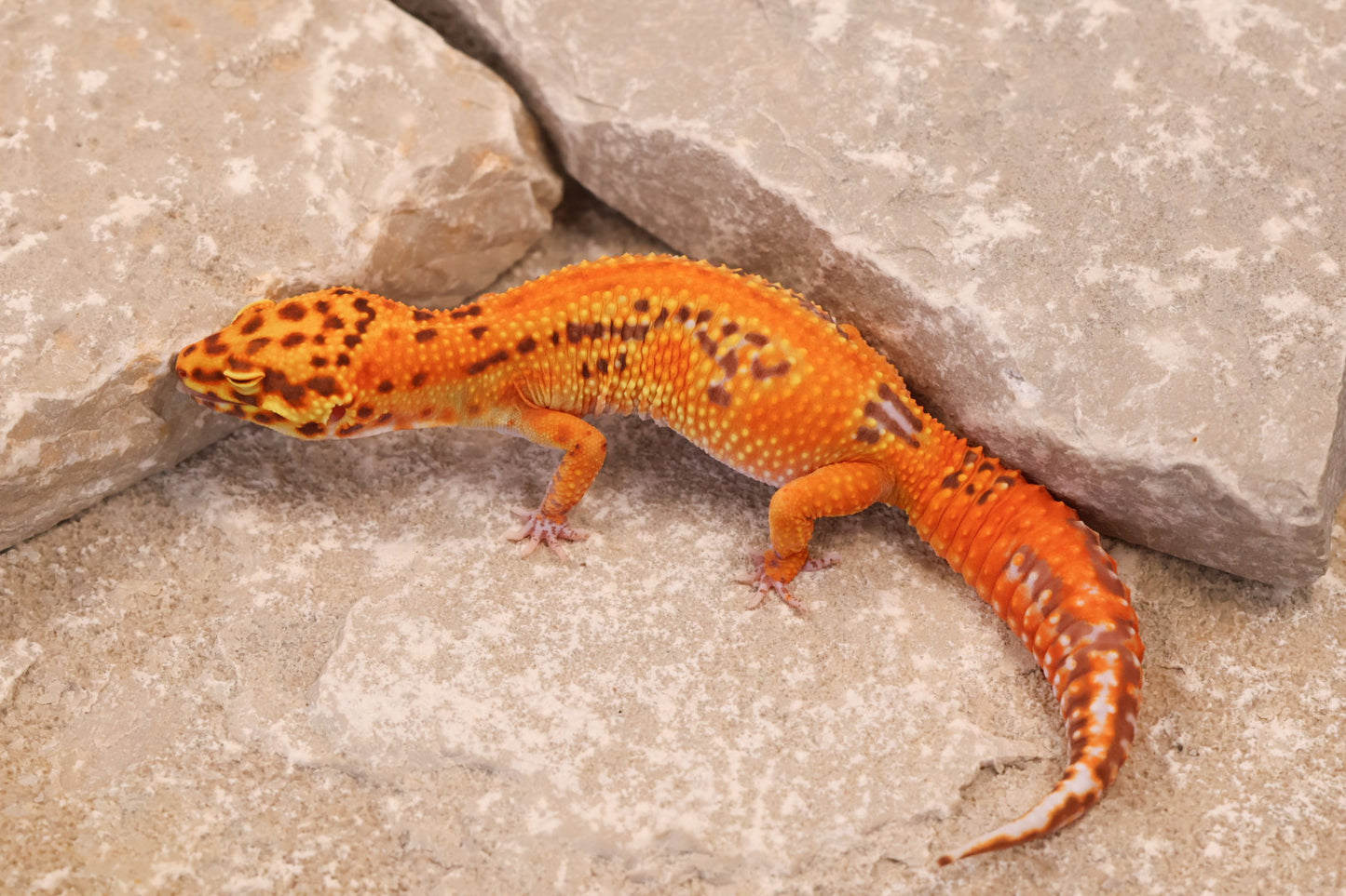 24-144 | Striped Lavender Tangerine Bell Albino | Female