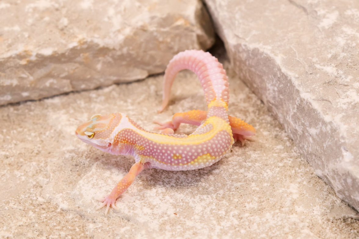 26-090 | Tremper Albino Bold Bandit | Female