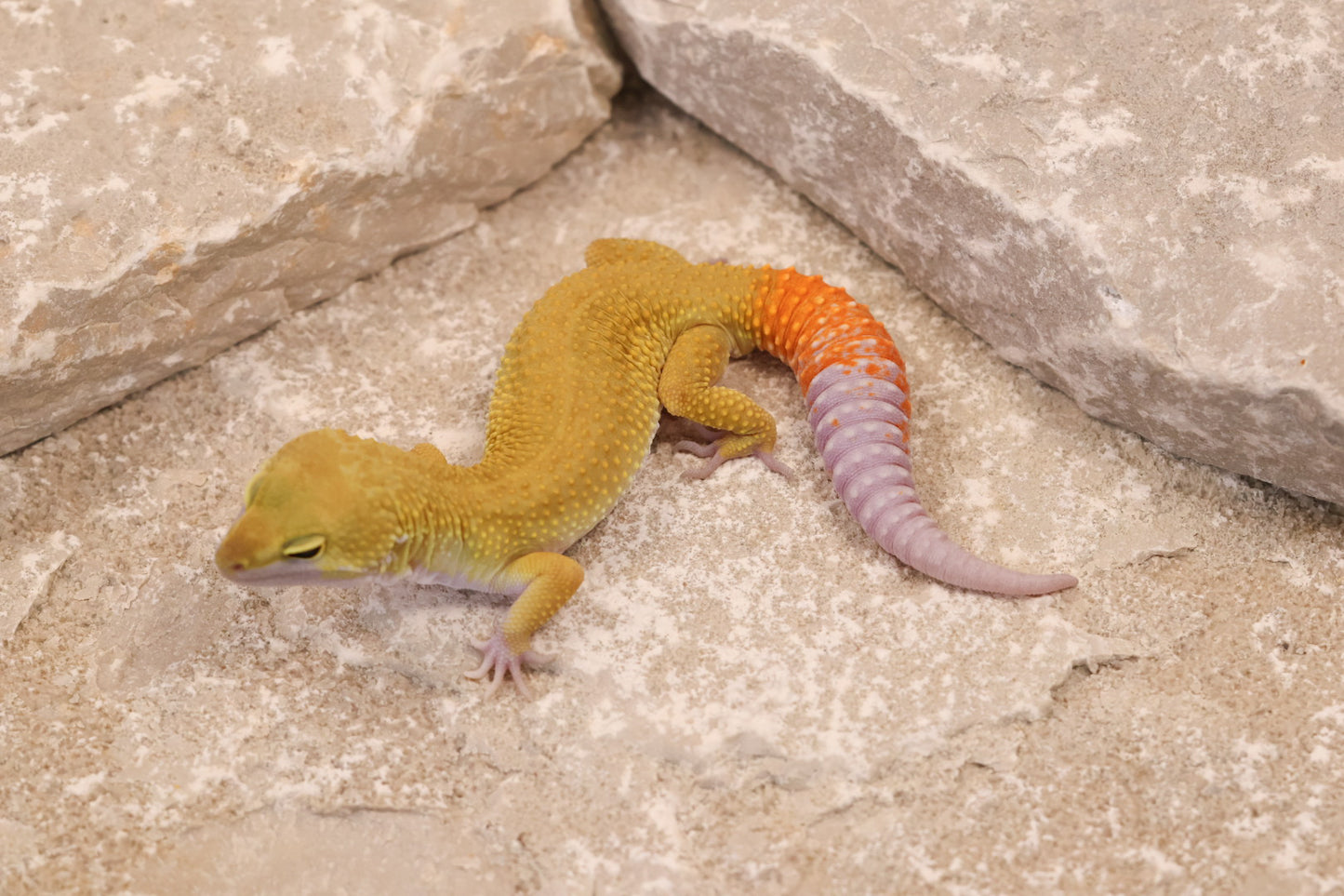 25-013 | Murphy's Patternless Non Het | Male