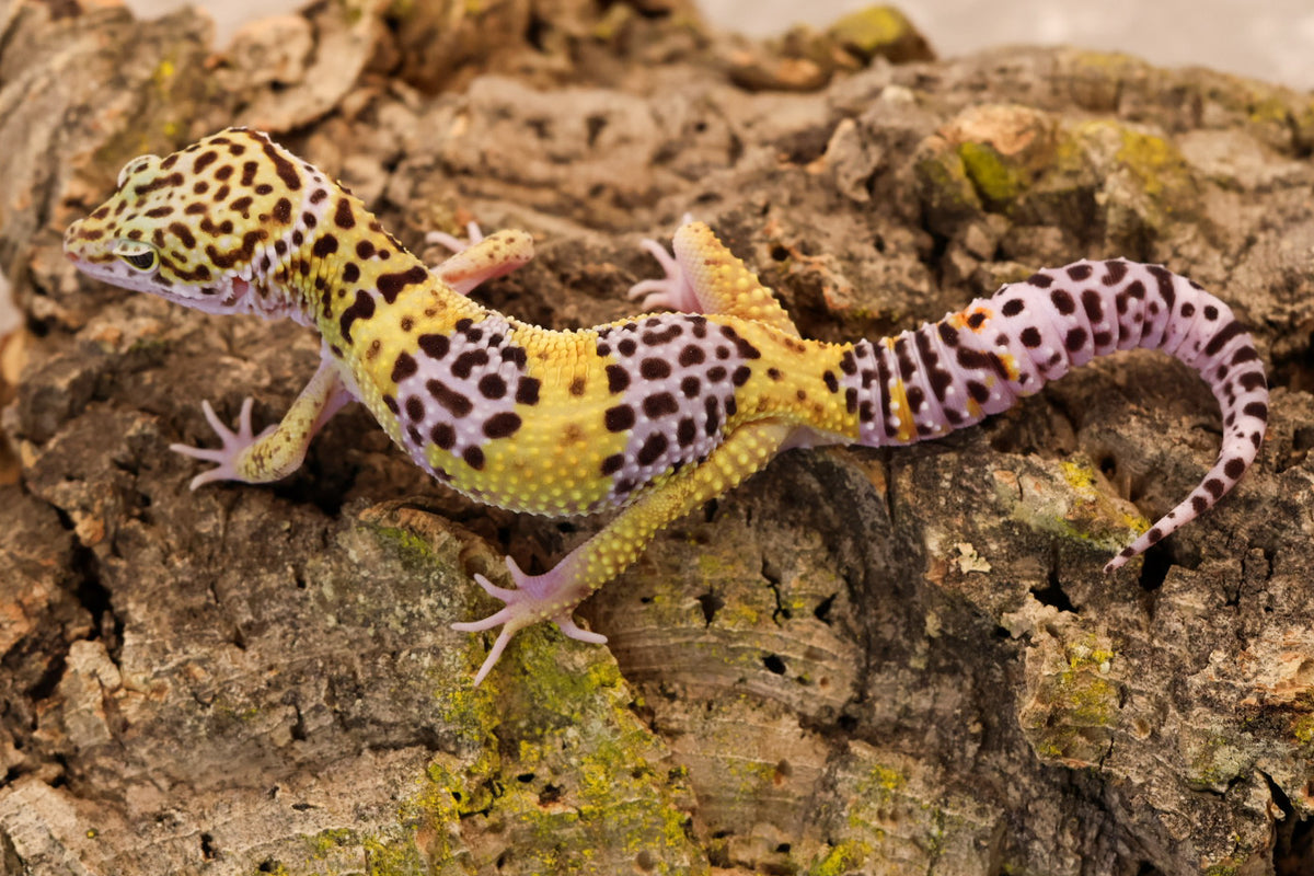 26-057 | Satpuraensis x Super Giant | Male
