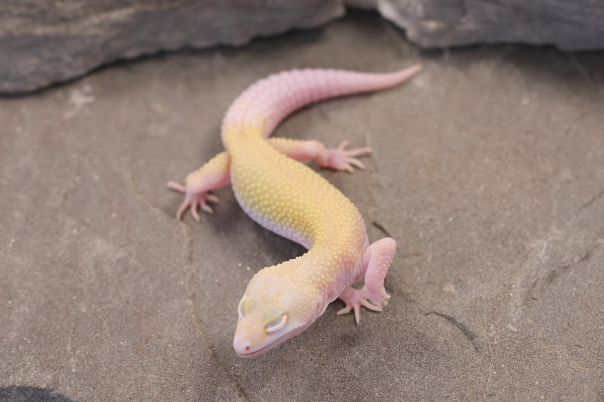 26-285 | Snowflake | Female
