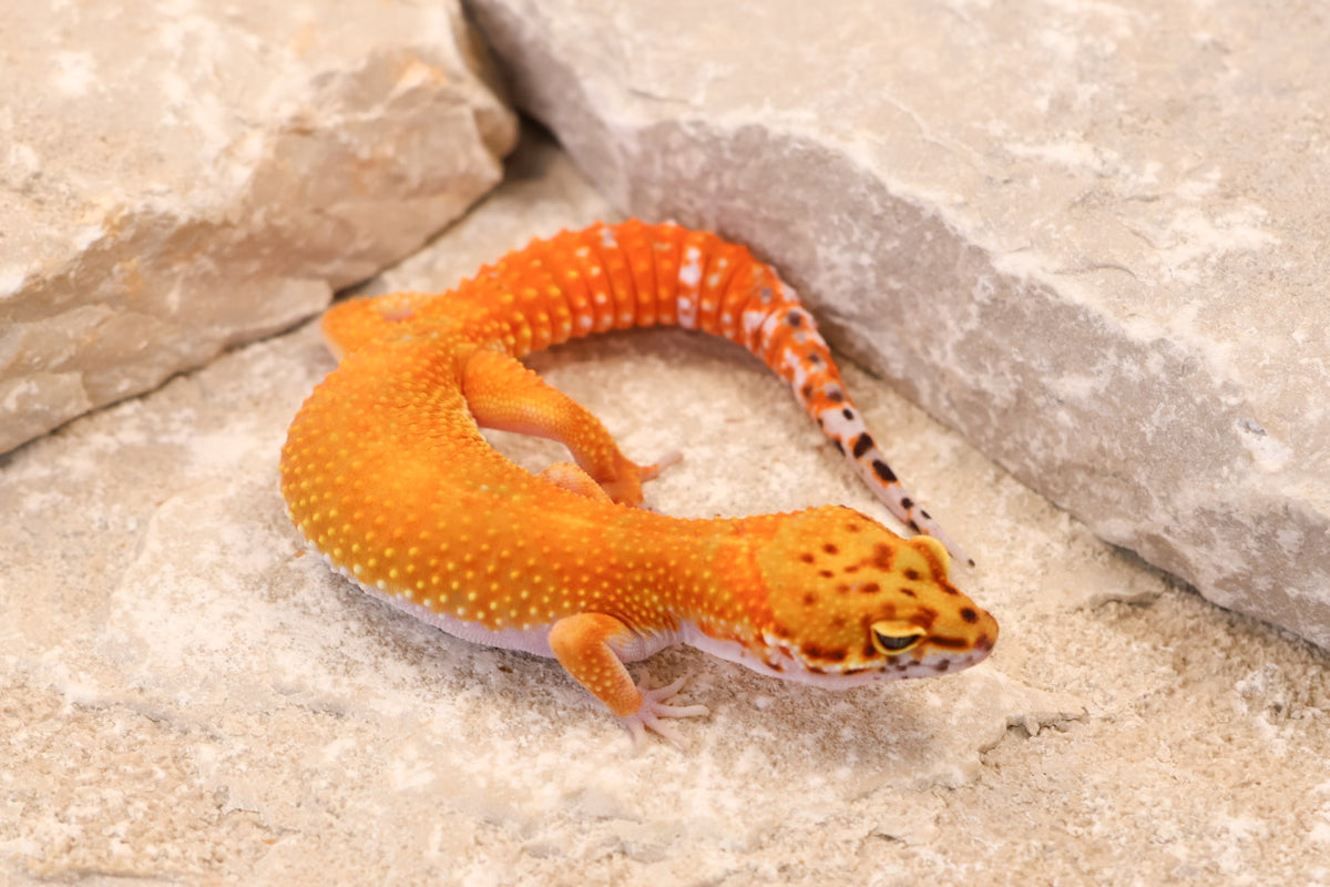 26-096 | Blood/Red Diamond Tangerine het Tremper Albino | Female