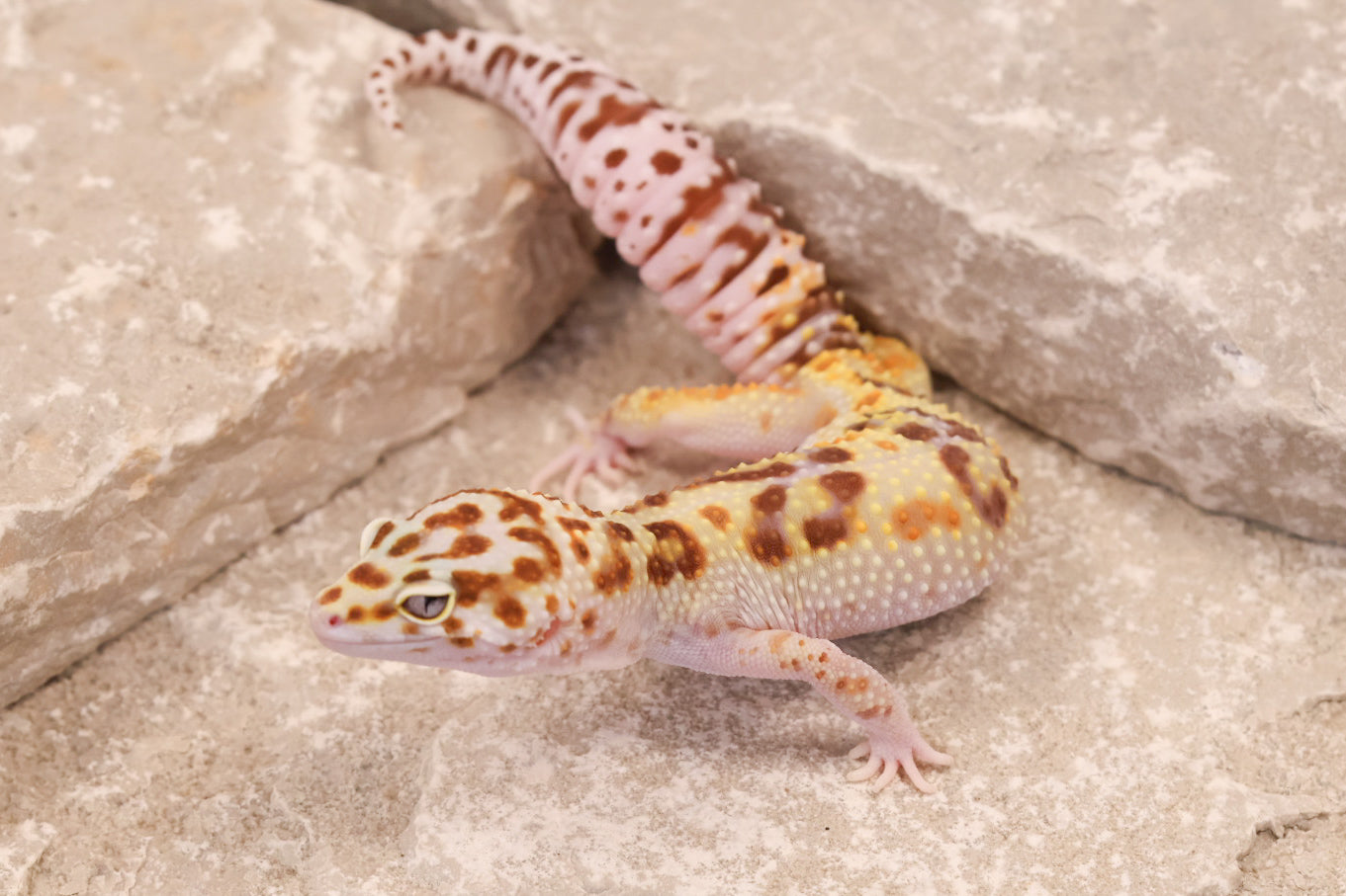24-151 | Desert Bold Eclipse | Female