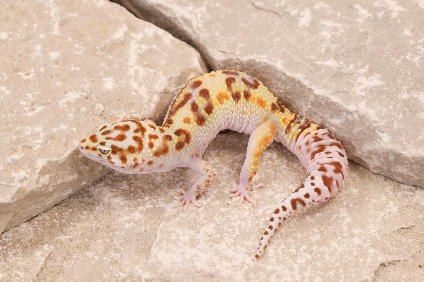 24-151 | Desert Bold Eclipse | Female