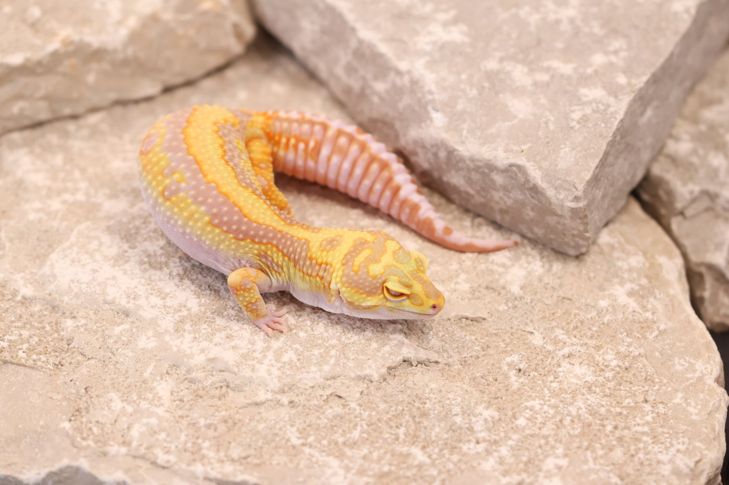 23-422 | Bandit/Red Diamond Striped Tangerine Tremper Albino | Female