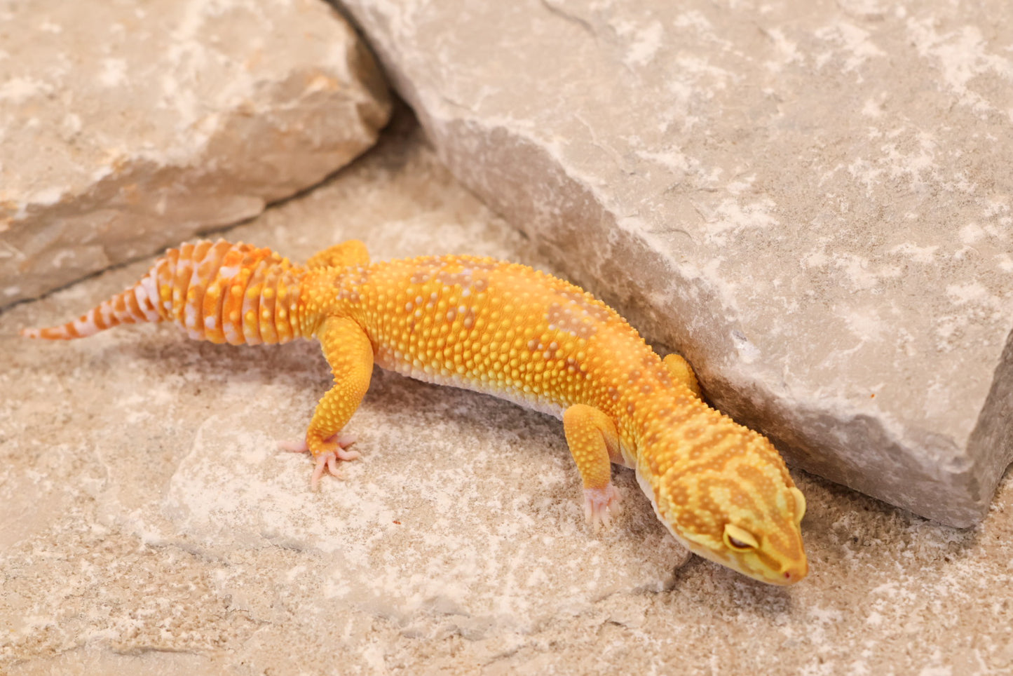 23-238 | Pet Only Albino | Female