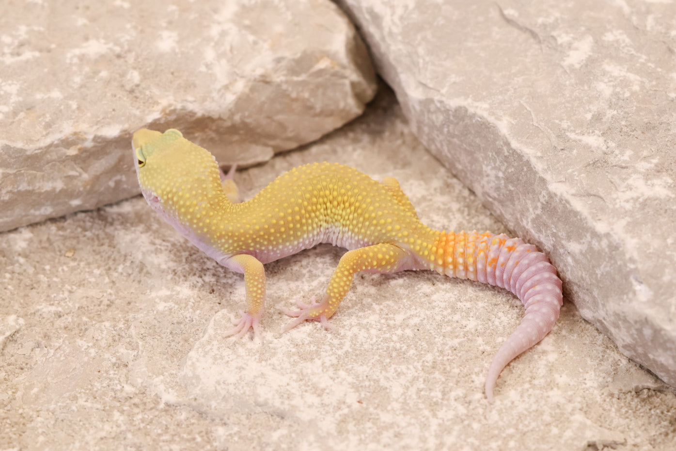 26-001 | Murphy's Patternless Non Het | Female
