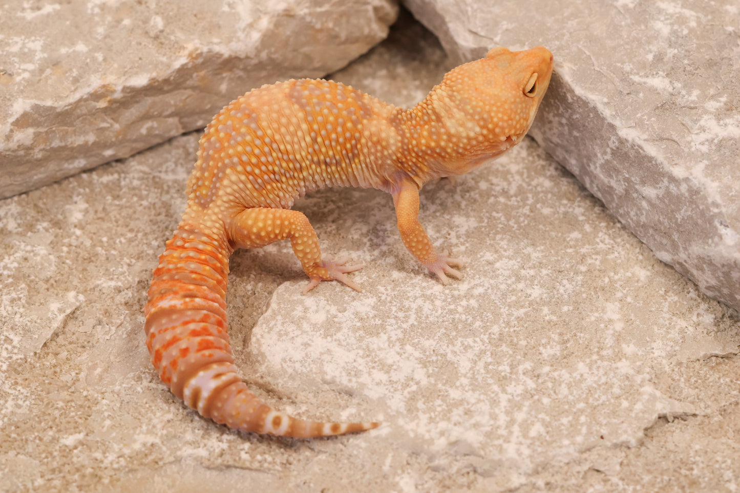 24-204 | Blue Amber Eye Rainwater Albino | Female