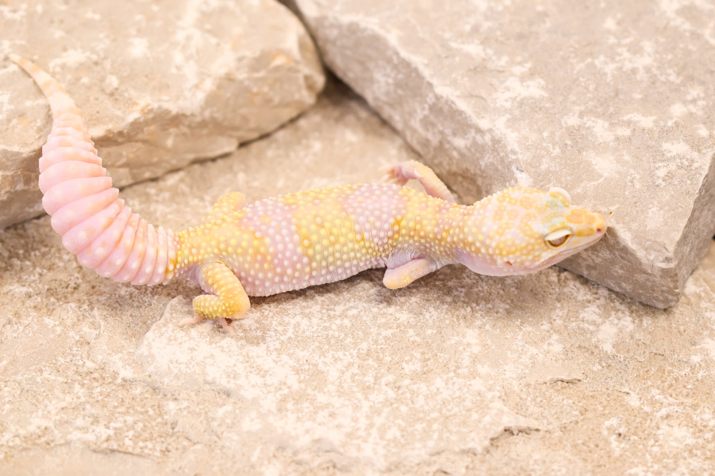 23-511 | Montanus Line Tremper Albino 66% het Eclipse