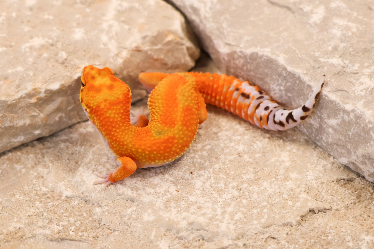26-097 | Clown/Electric Inferno Tangerine | Female