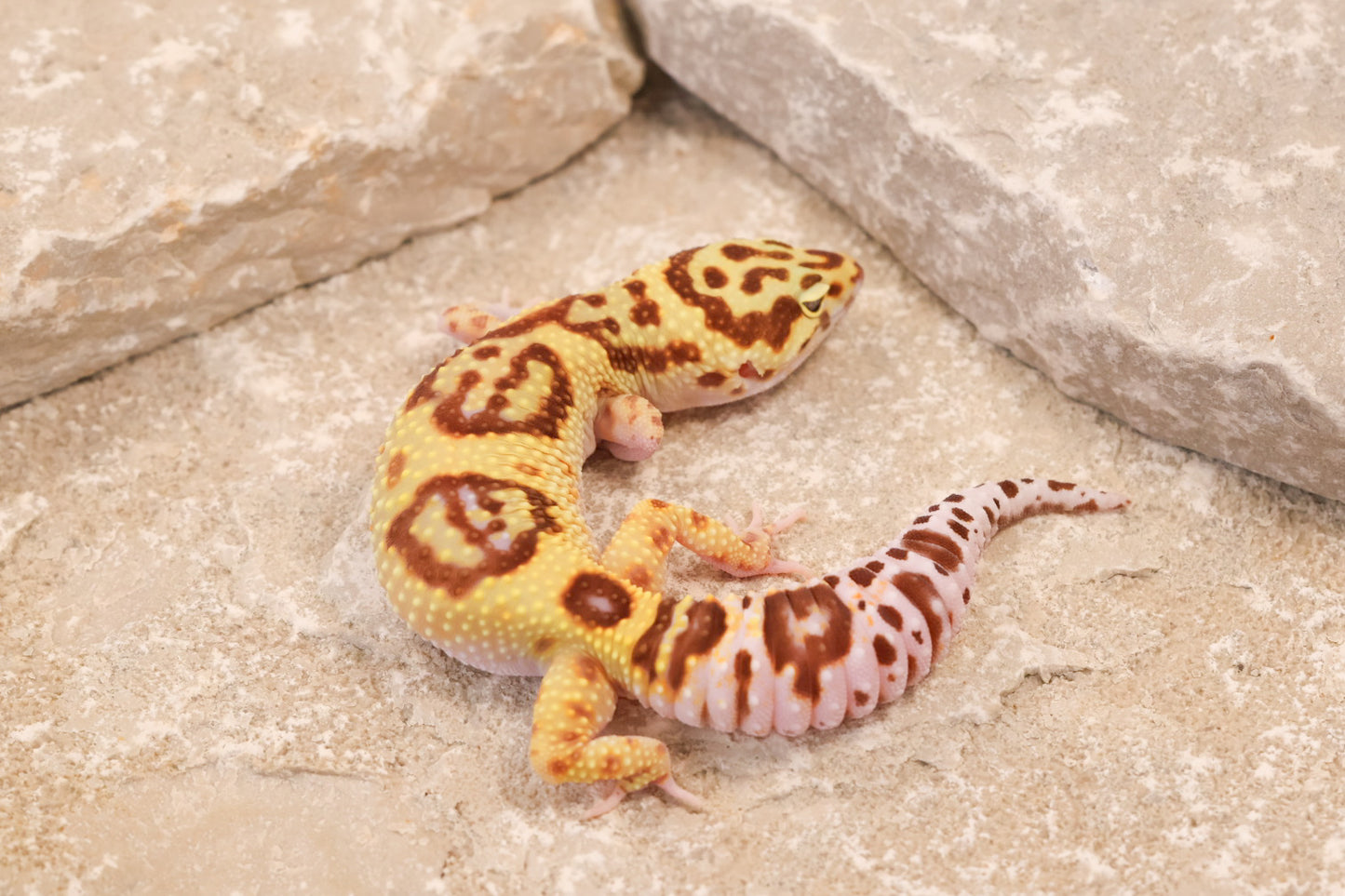 24-122 | Desert Bold Eclipse | Female