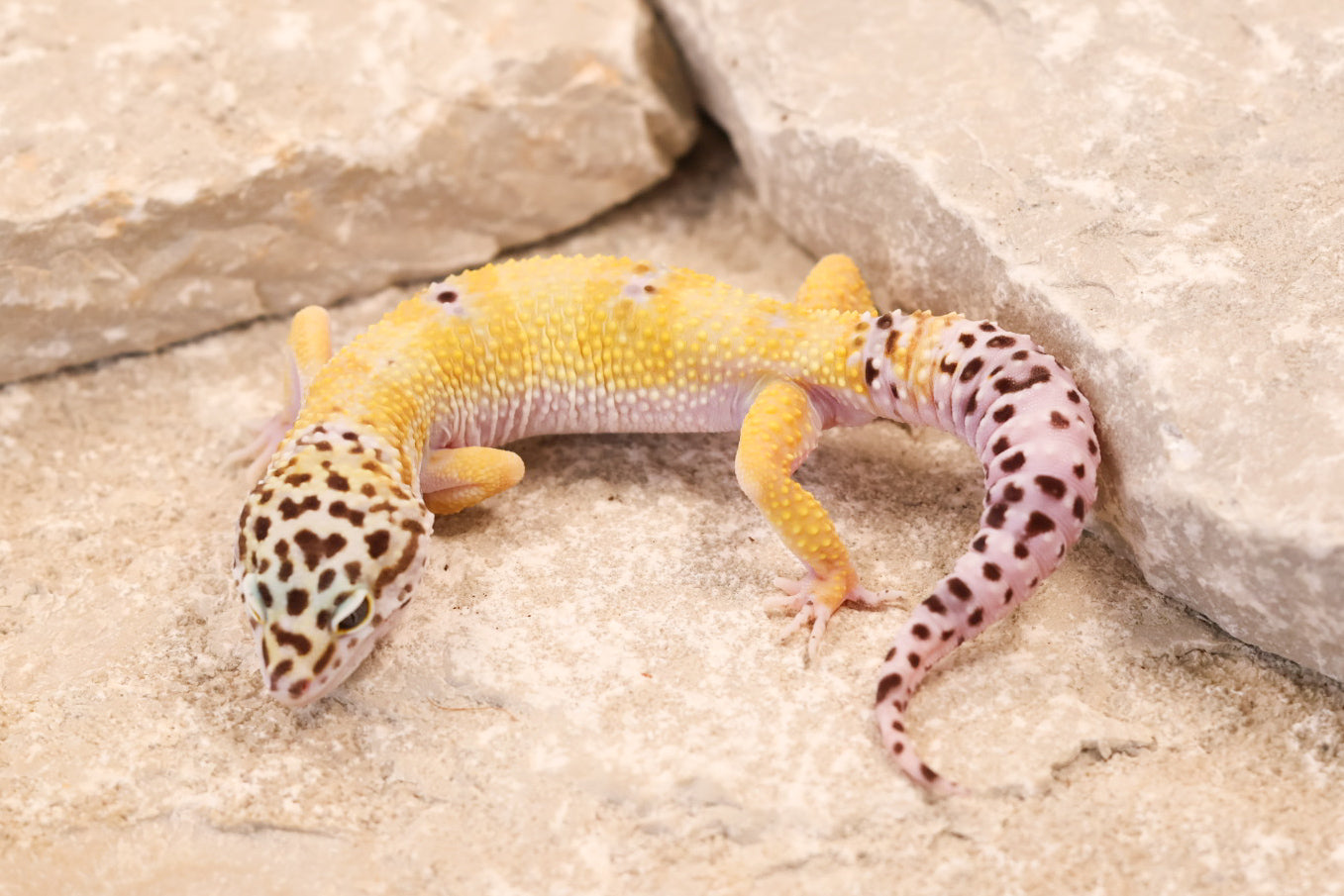 25-192 | Creamsicle Cross Hypo Mack Snow Tangerine het Cipher | Male