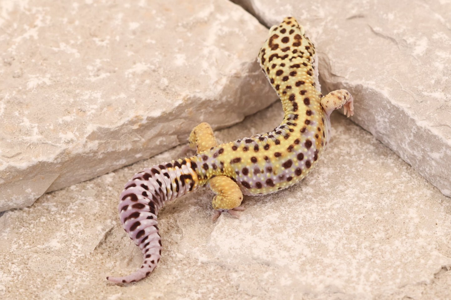 24-210 | Lavender Stripe | Male