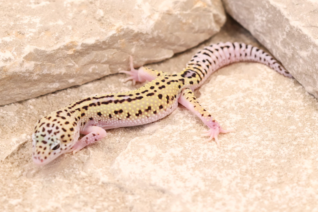 25-156 | Rainbow Stripe Cross Gem Snow Eclipse | Male