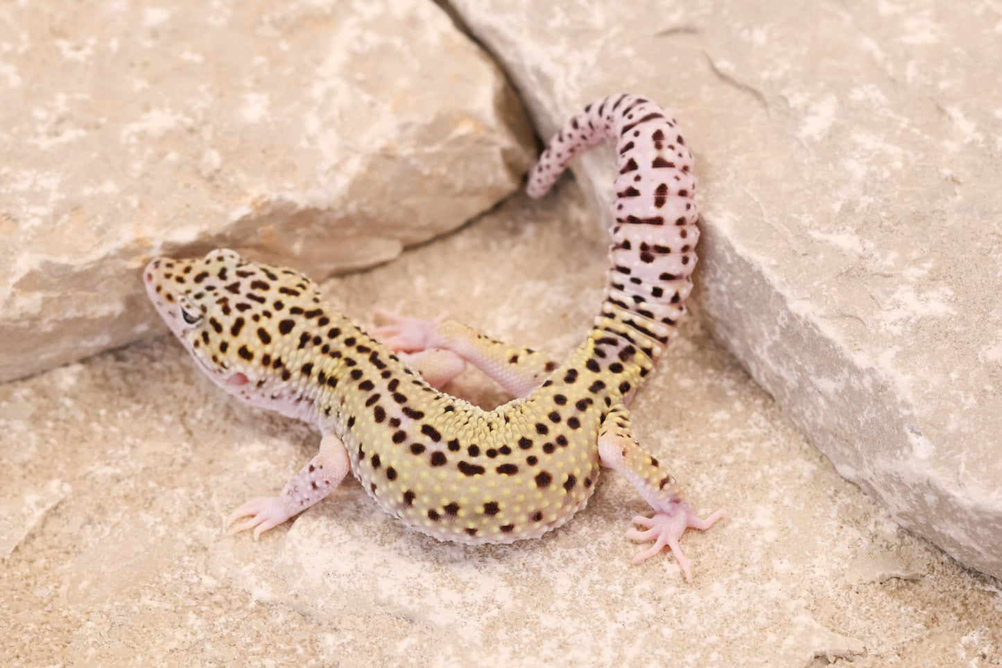 25-156 | Rainbow Stripe Cross Gem Snow Eclipse