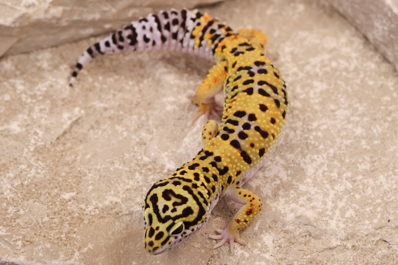 25-008 | Marble Eye 66% het Bell Albino | Male