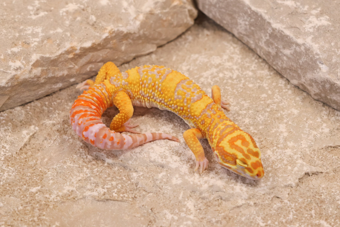 25-057 | Afghan Tangerine Tremper Albino het Eclipse | Male