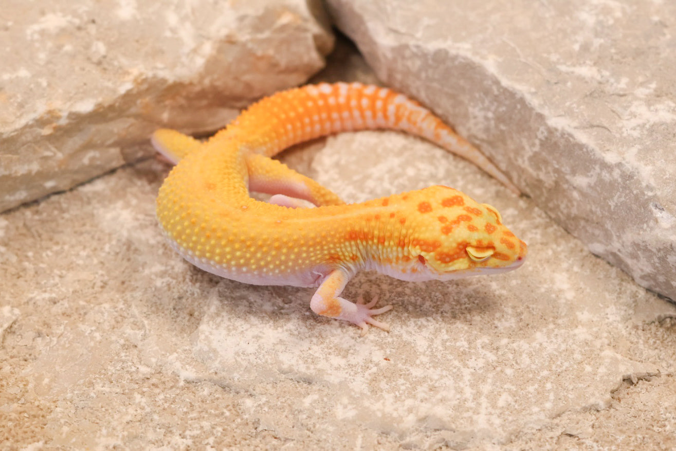 25-214 | RAPTOR | Male