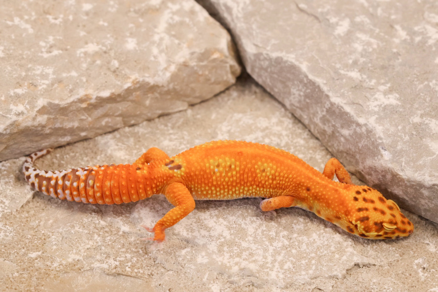 24-095 | Striped Tangerine Bell Albino | Female