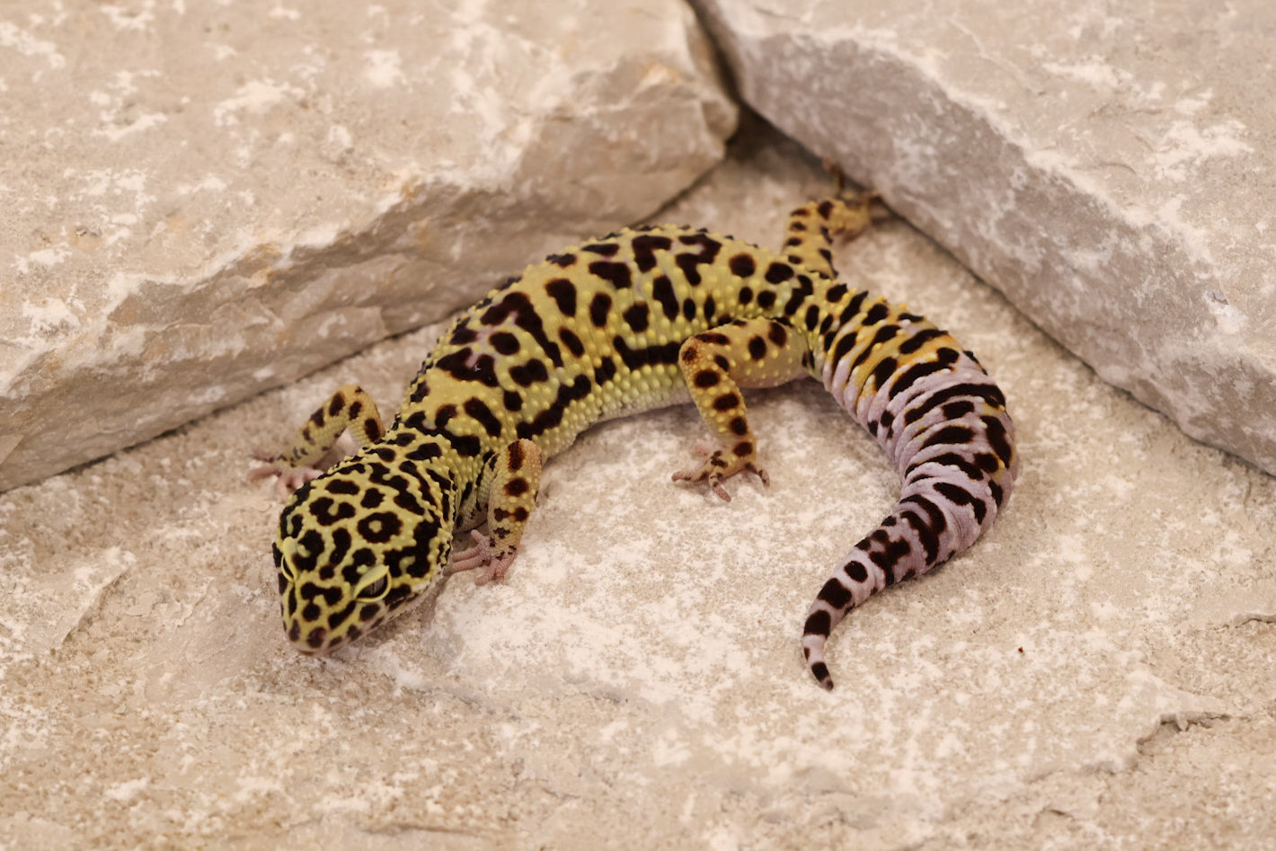 23-178 | Afghan Tangerine Cross het Tremper Albino | Female