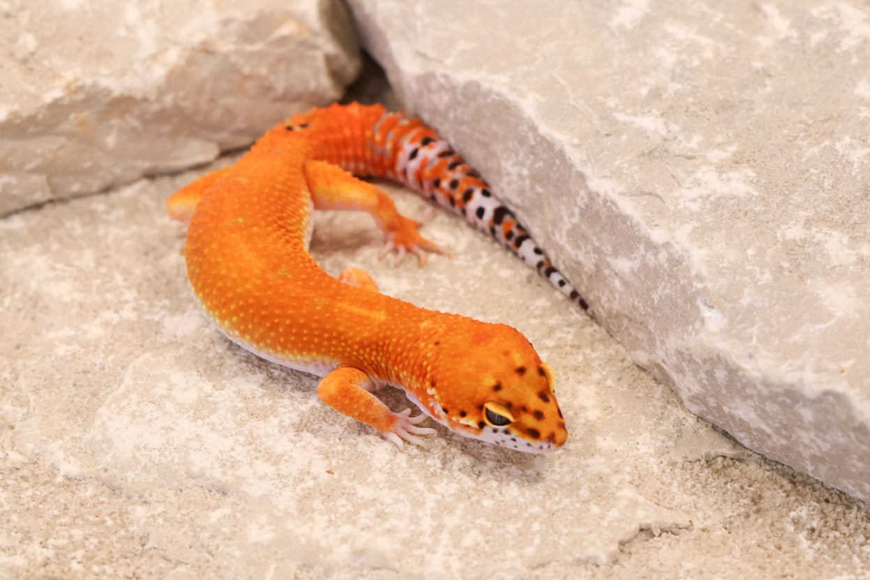 26-026 | Purple Head Tangerine | Male