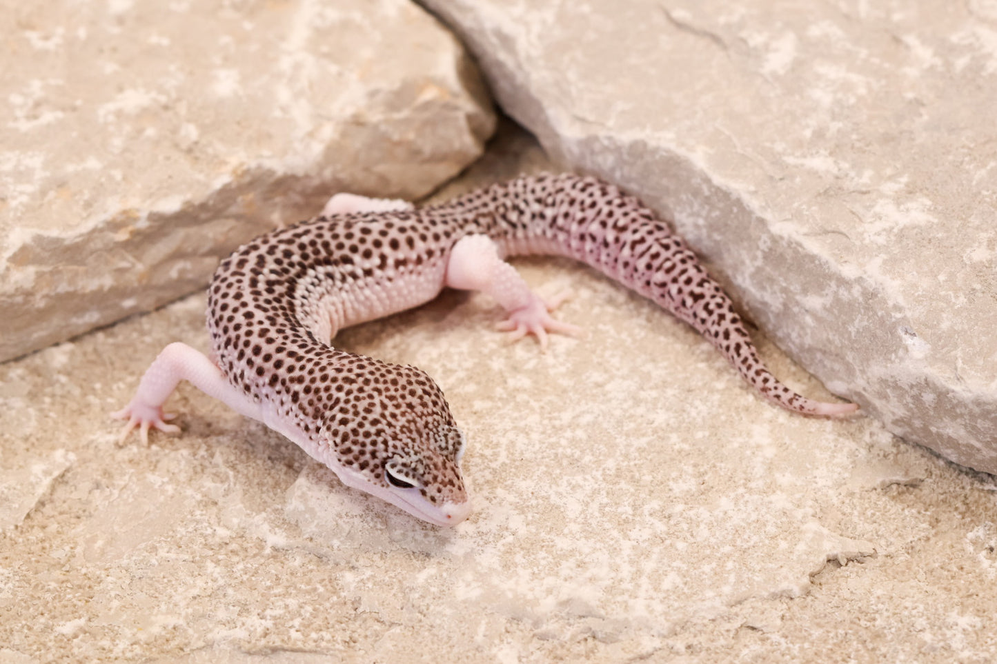 25-154 | Black Night Cross Galaxy | Male