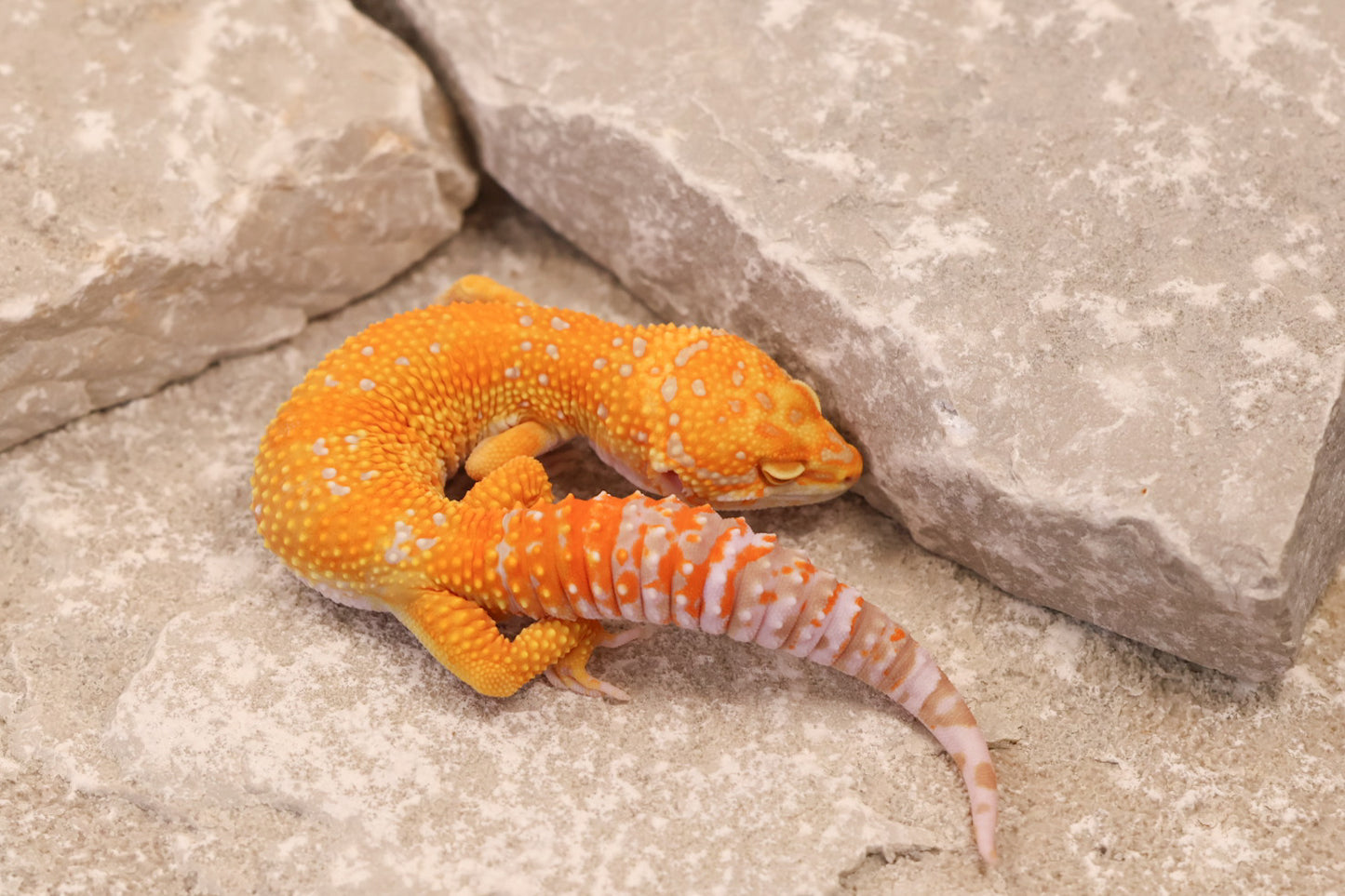 25-001 | Red Diamond/Tangelo Tangerine Tremper Albino | Male