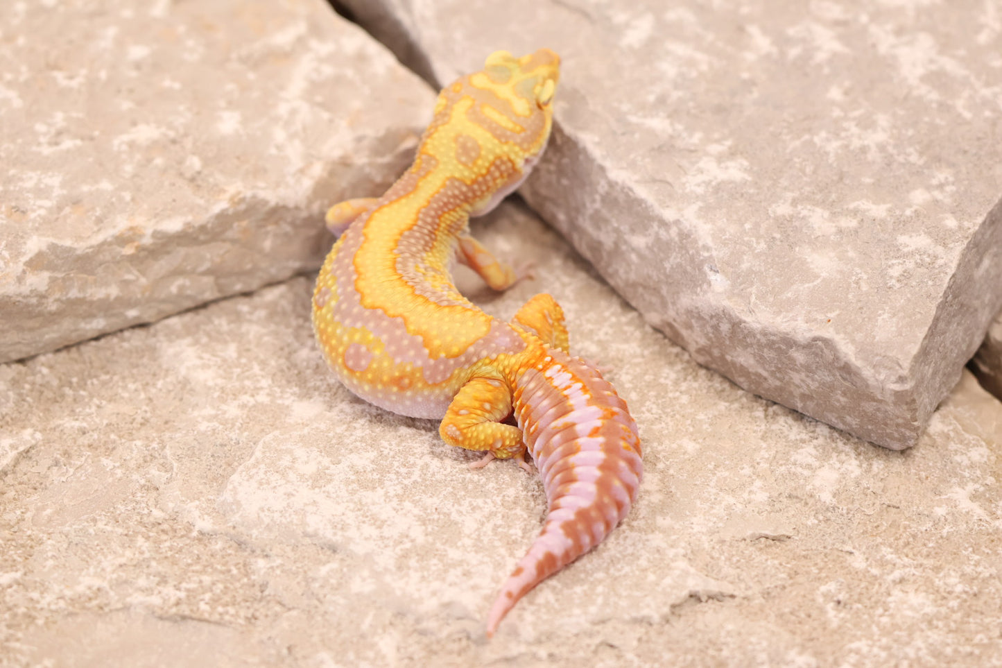 23-422 | Bandit/Red Diamond Striped Tangerine Tremper Albino | Female