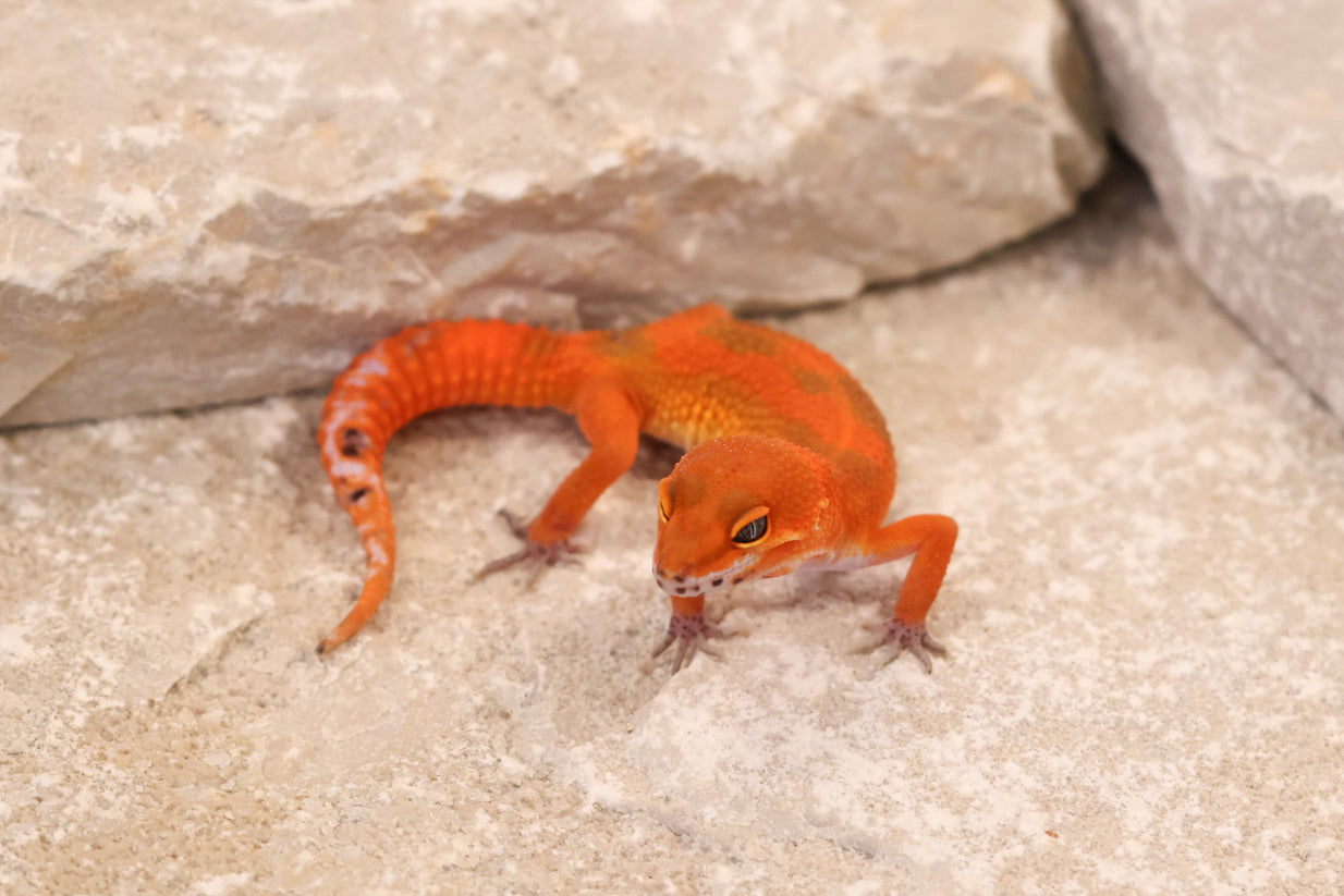 26-260 | Mandarin Blood Emerine | Female