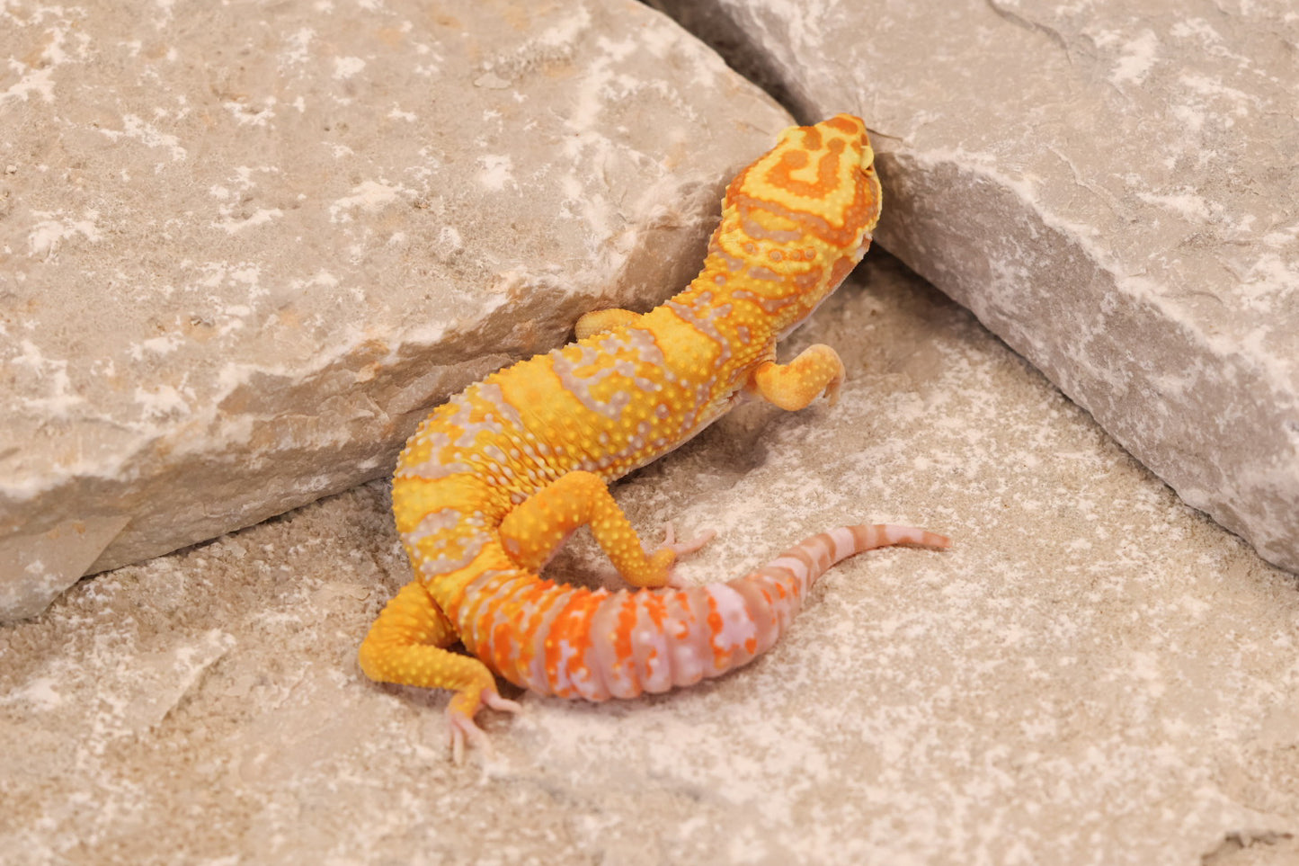 25-057 | Afghan Tangerine Tremper Albino het Eclipse | Male